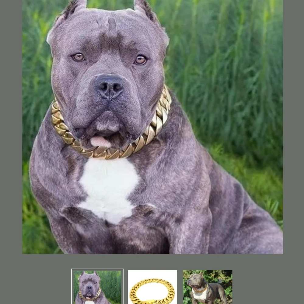 18k gold Linked dog Collar